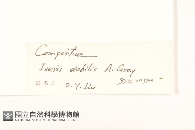 細葉剪刀股藏品圖，第3張