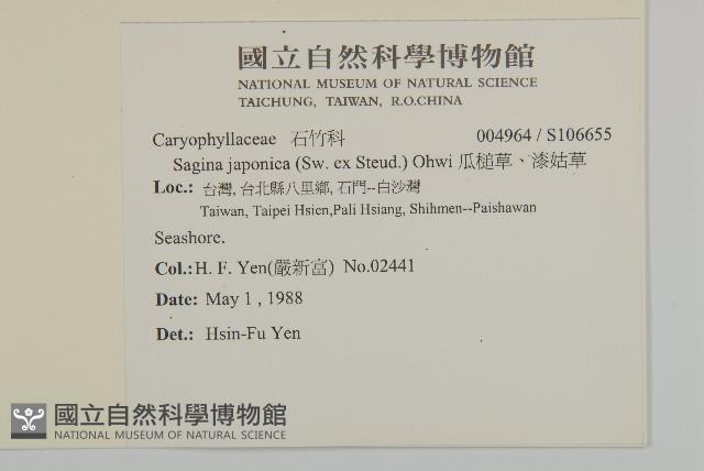 瓜槌草、漆姑草藏品圖，第2張