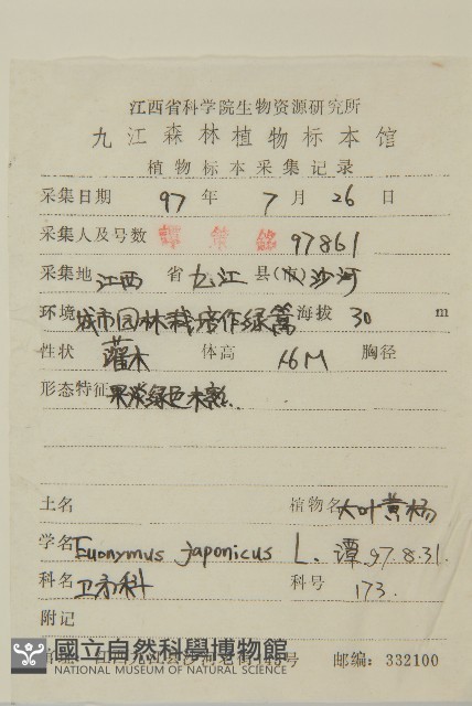 日本衛矛, 大葉黃楊藏品圖，第2張