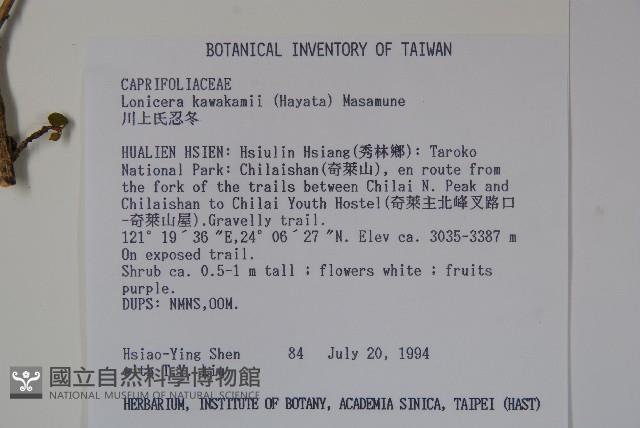 川上氏忍冬藏品圖，第2張