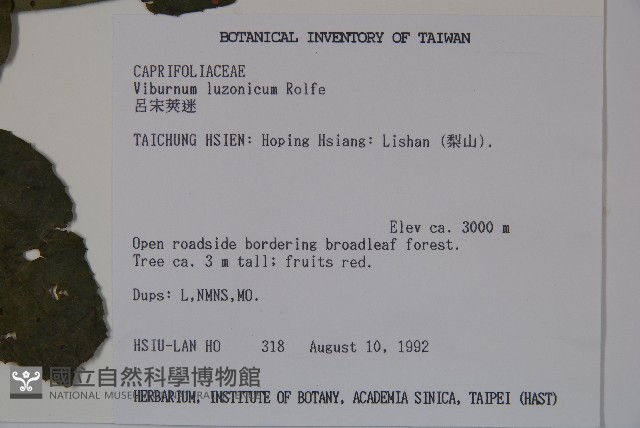 呂宋莢迷藏品圖，第2張