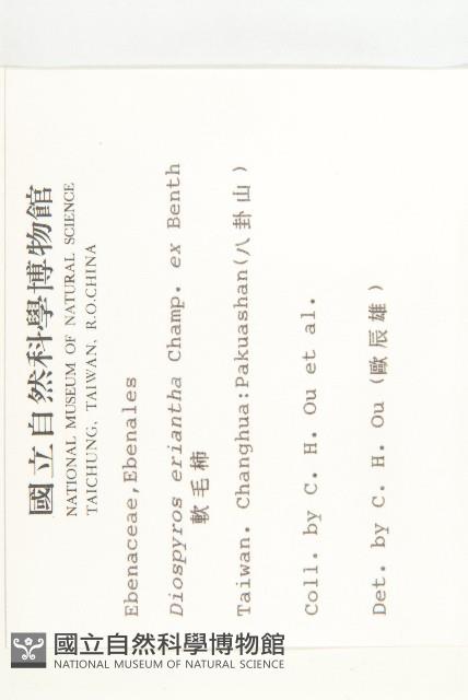 軟毛柿藏品圖，第2張