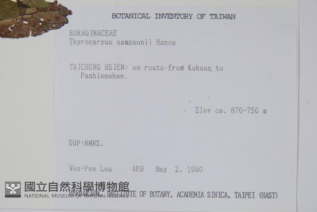 盾果草藏品圖，第2張