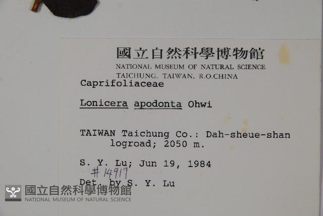 無梗忍冬藏品圖，第2張