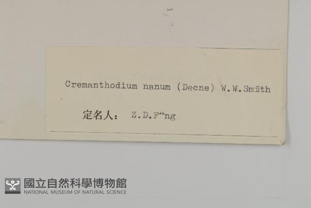 小垂頭菊藏品圖，第3張