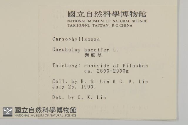 狗筋蔓藏品圖，第2張