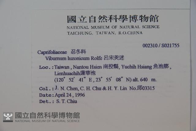 呂宋莢迷藏品圖，第2張