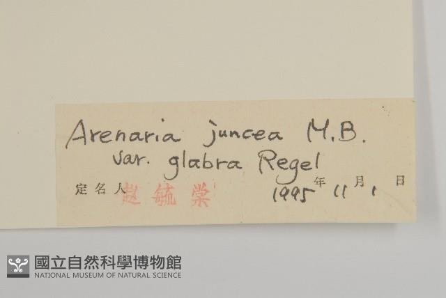 無毛老牛筋藏品圖，第3張