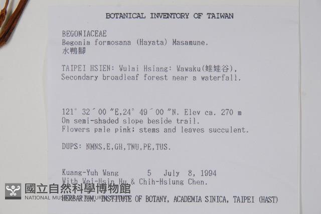 水鴨腳藏品圖，第2張