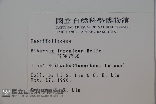 呂宋莢迷藏品圖，第2張