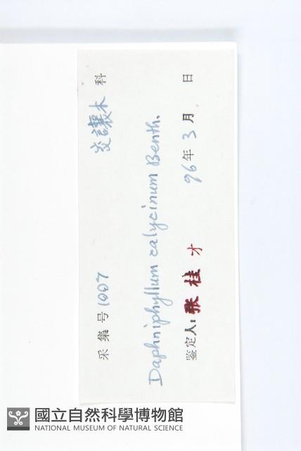 牛耳楓藏品圖，第3張