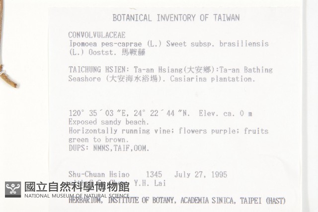 馬鞍藤藏品圖，第2張