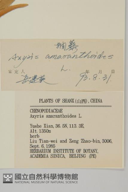 軸藜藏品圖，第3張