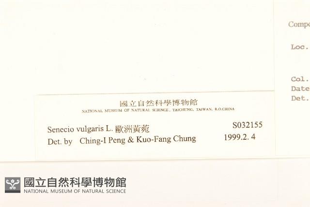 歐洲黃菀藏品圖，第3張