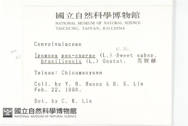 馬鞍藤藏品圖，第2張