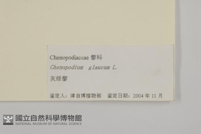 灰綠藜藏品圖，第3張