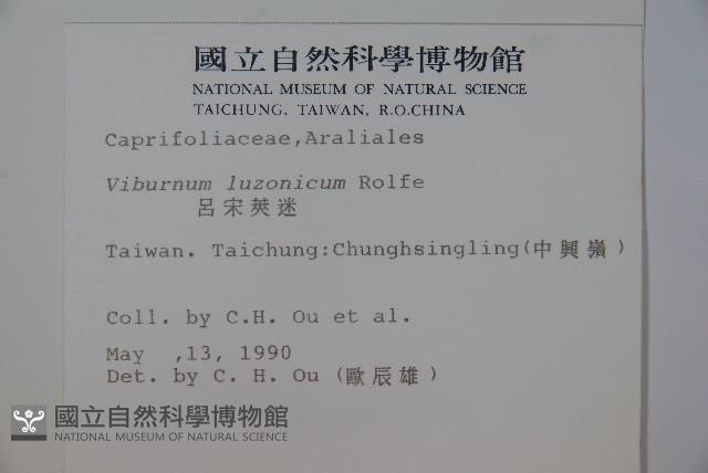 呂宋莢迷藏品圖，第2張