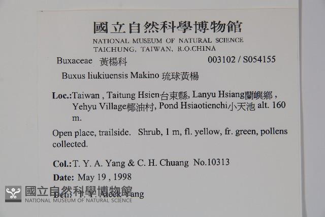 琉球黃楊藏品圖，第2張