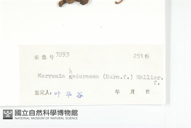 卵葉菜欒藤藏品圖，第3張