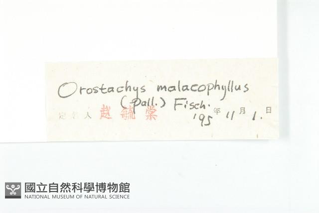 鈍葉瓦松藏品圖，第3張