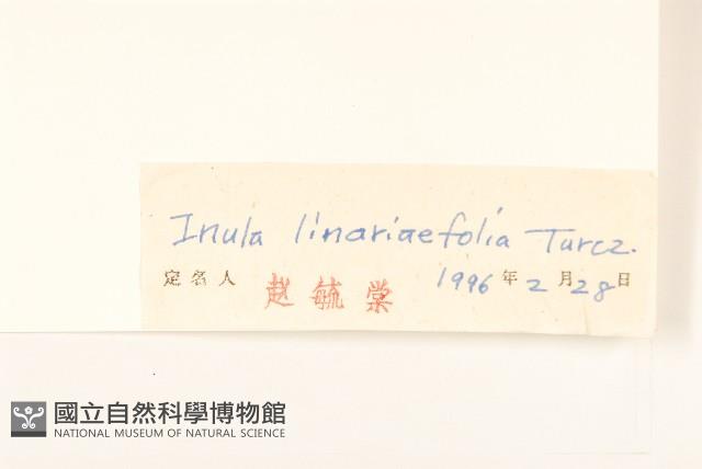 線葉旋覆花藏品圖，第3張