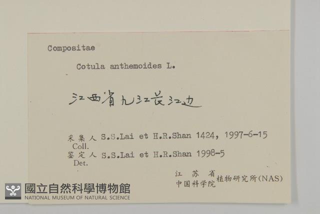 芫荽菊藏品圖，第3張