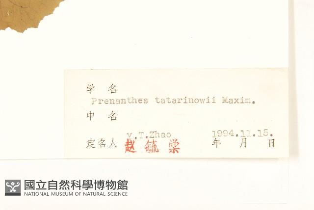 盤果菊藏品圖，第3張