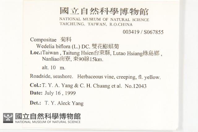 雙花蟛蜞菊藏品圖，第2張