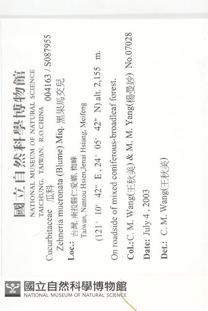 黑果馬交兒藏品圖，第5張