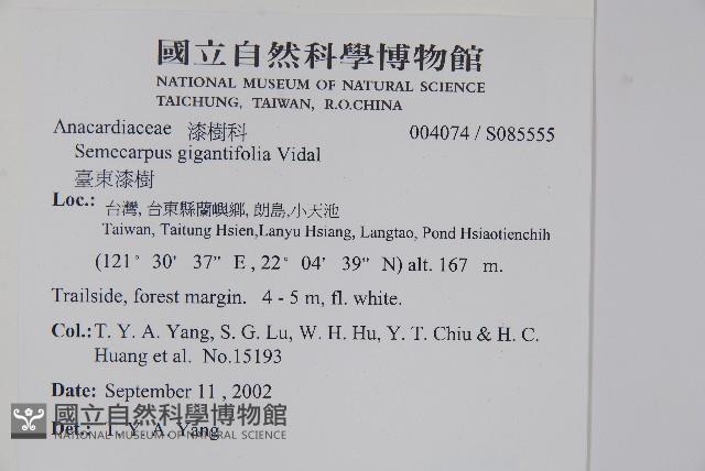 臺東漆樹藏品圖，第2張