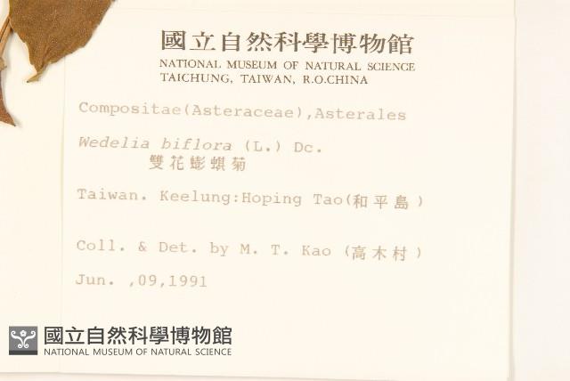 雙花蟛蜞菊藏品圖，第2張