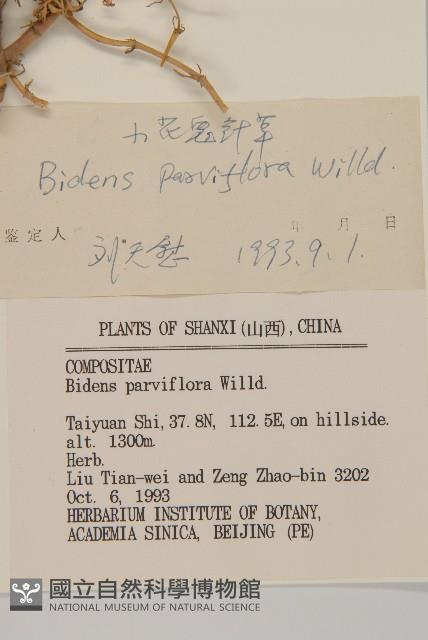 小花鬼針草藏品圖，第3張