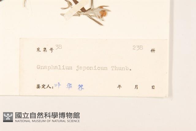 父子草、天青地白藏品圖，第3張