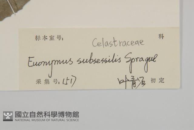 無柄衛矛藏品圖，第3張