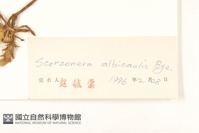 芼管草藏品圖，第3張