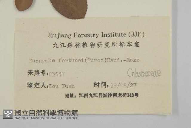 扶芳藤藏品圖，第3張