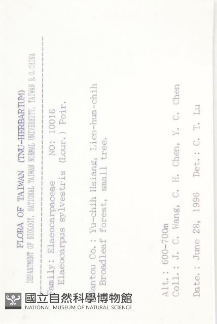 杜英、山杜英、蘭嶼杜英藏品圖，第2張