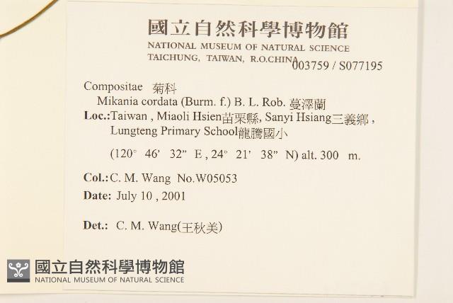 蔓澤蘭藏品圖，第2張