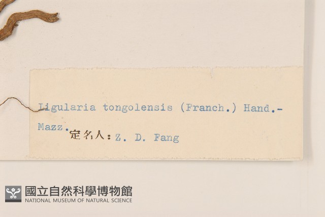 扁核木藏品圖，第3張