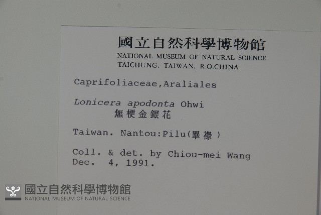 無梗忍冬藏品圖，第2張