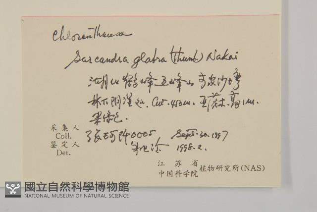 草珊瑚、紅果金粟蘭藏品圖，第2張