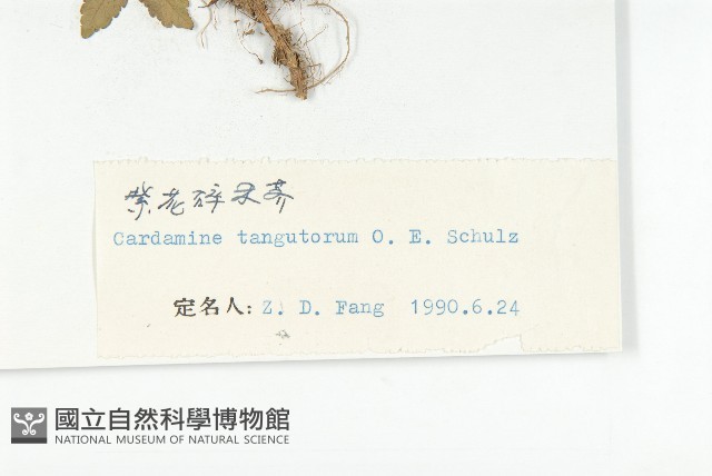 紫花碎米薺藏品圖，第3張