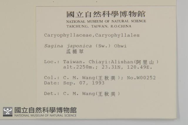 瓜槌草、漆姑草藏品圖，第2張