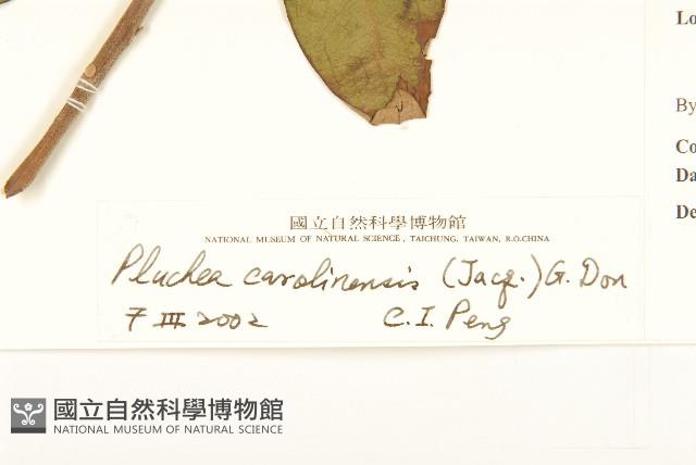 美洲闊苞菊藏品圖，第3張