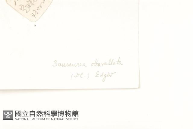 苞葉風毛菊藏品圖，第3張