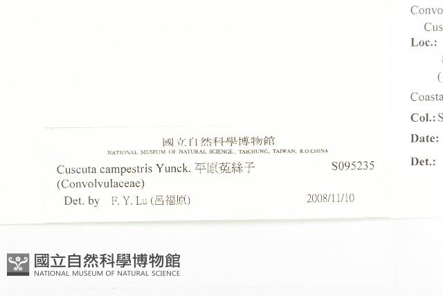 平原菟絲子藏品圖，第3張