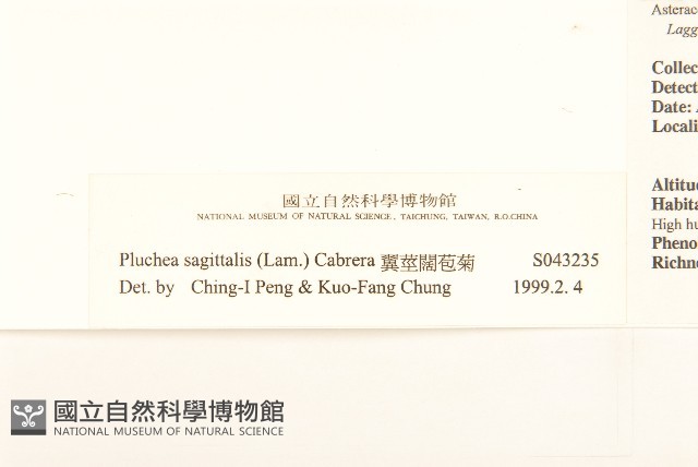 翼莖闊苞菊藏品圖，第3張