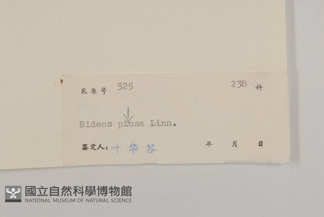 白花鬼針藏品圖，第3張