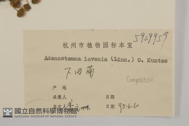 下田菊藏品圖，第3張