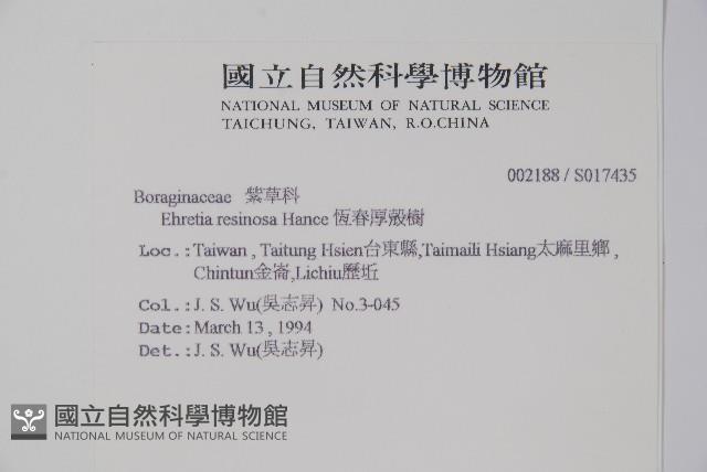 恆春厚殼樹藏品圖，第2張